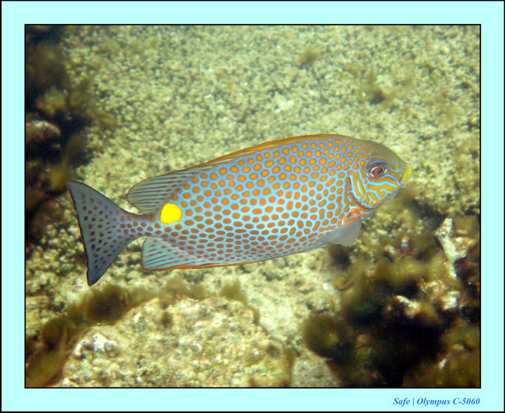 2005 - 08 - Redang  - 183.JPG